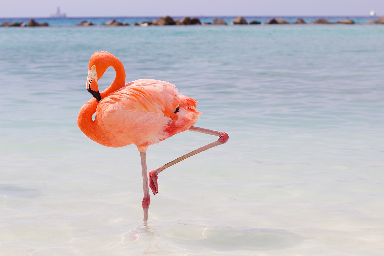 pink-the-town-amanda-losier-flamingo-beach-aruba-141