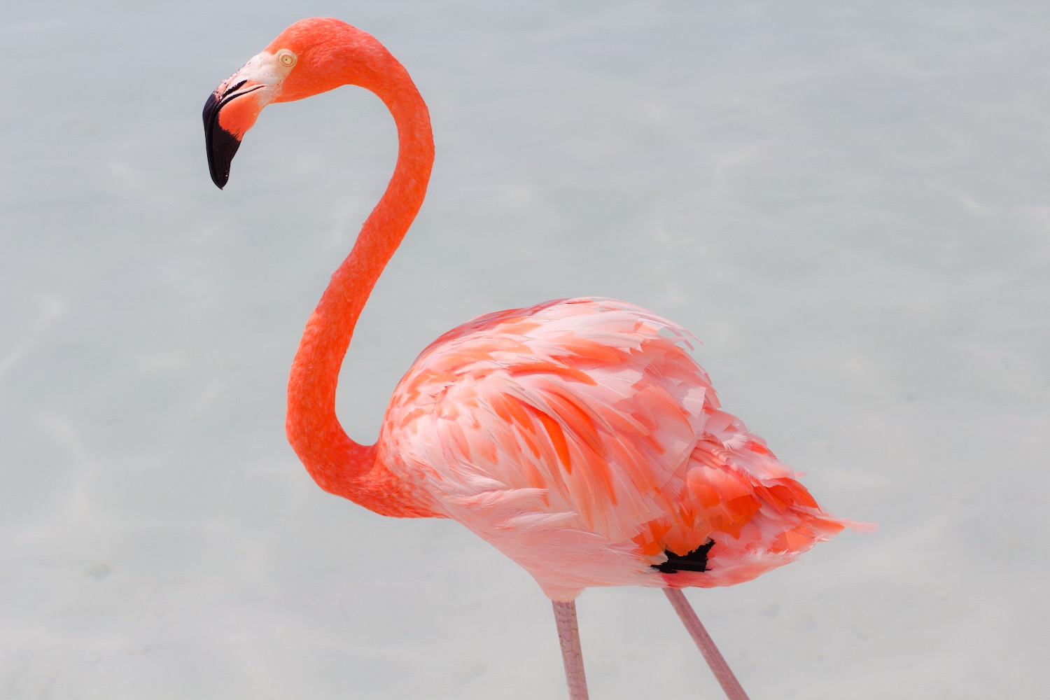 pink-the-town-amanda-losier-flamingo-beach-aruba-57