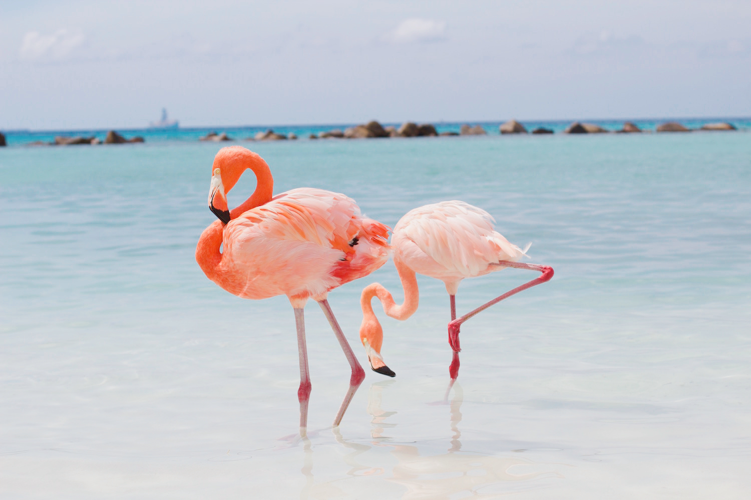 pink-the-town-amanda-losier-flamingo-beach-aruba-67