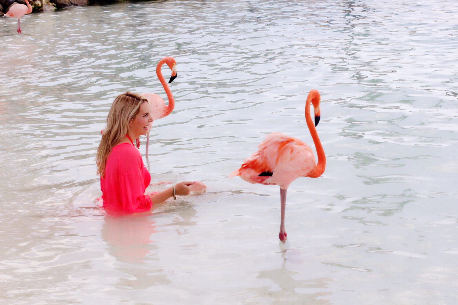 Aruba Flamingo Island.